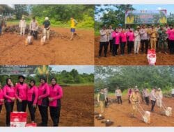 Dukung Gerakan Swasembada Pangan. Polsek Wiwirano Polres Konawe Utara Gelar Penanaman Jagung Hibrida